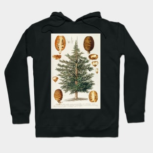 Cedar tree and cone dissectation - Cedrus - botanical illustration Hoodie